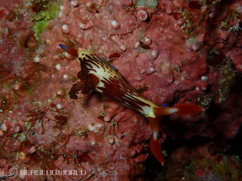 セグロリュウグウウミウシ Nembrotha chamberlaini