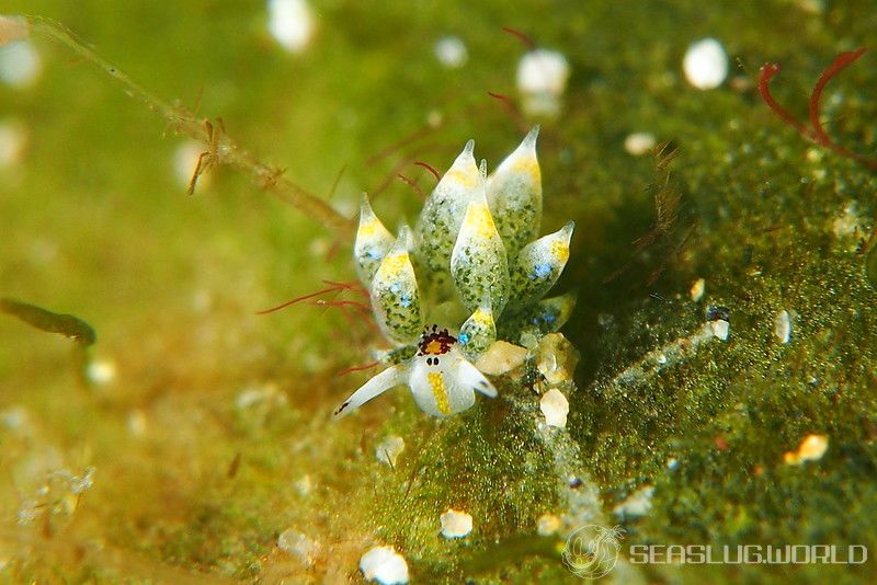 テングモウミウシ Costasiella kuroshimae