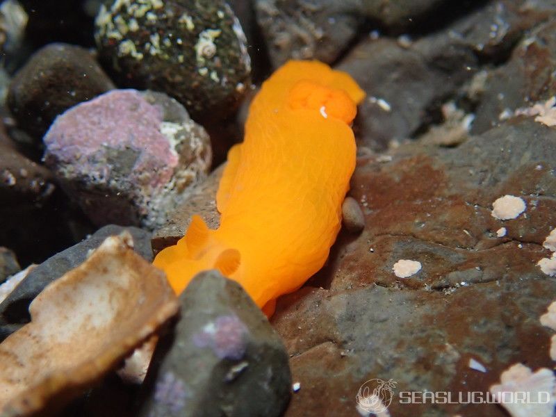 キヌハダウミウシ Gymnodoris inornata