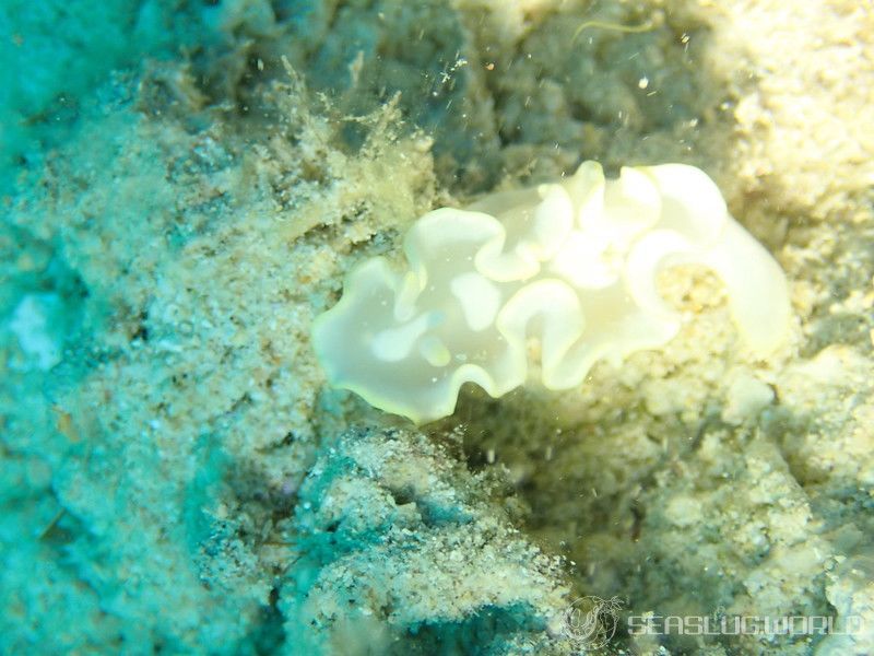 シロタエイロウミウシ Glossodoris buko