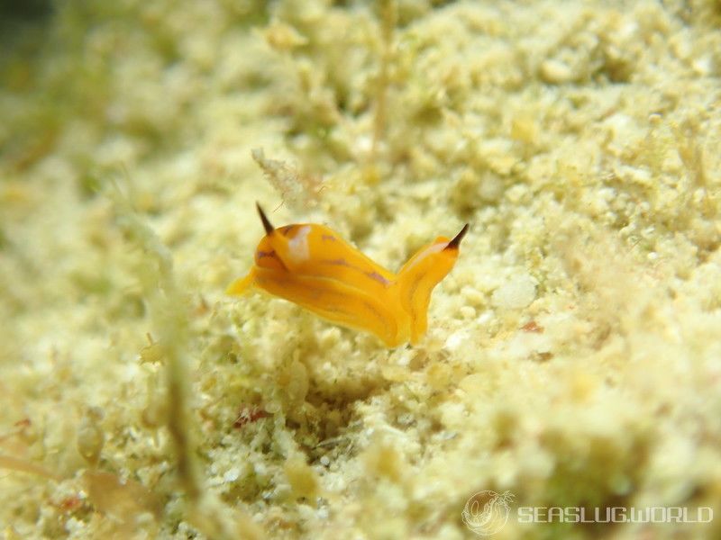 キマダラウミコチョウ Siphopteron tigrinum