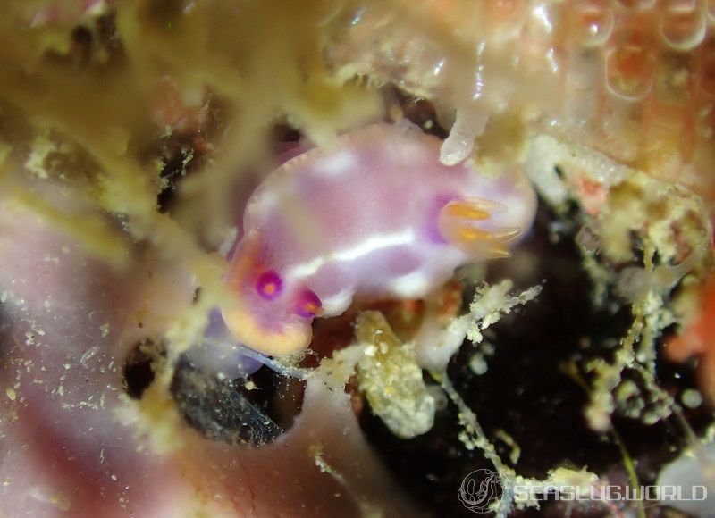 アミダイロウミウシ Hypselodoris iacula