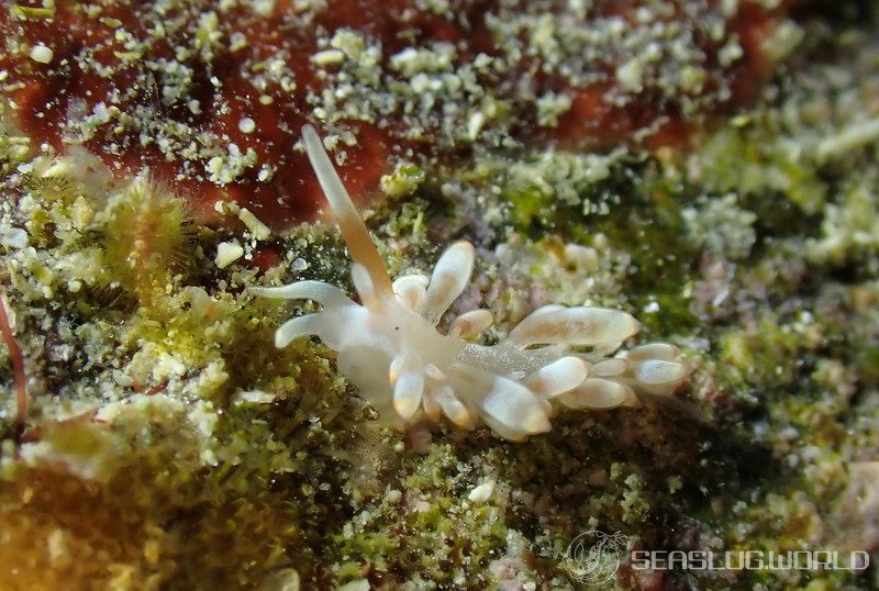 カトリオーナ・オセザキエンシス Catriona osezakiensis