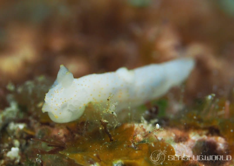 モミアゲキヌハダウミウシ Gymnodoris sp. 3