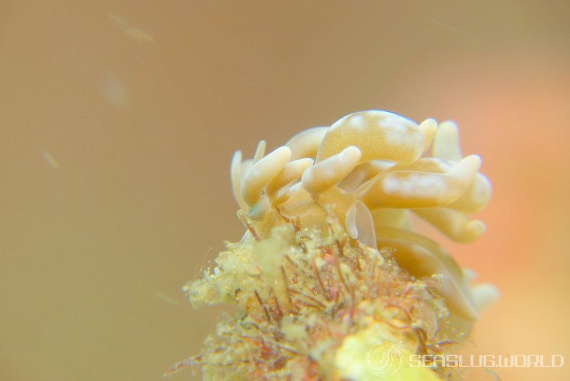 シロブチクセニアウミウシ Phyllodesmium colemani