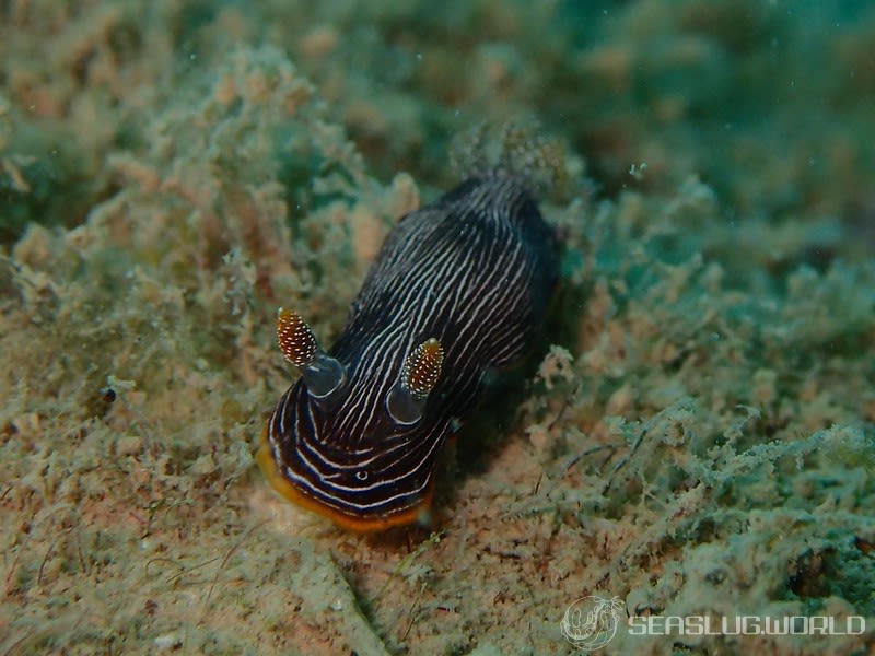 ホソスジイロウミウシ Chromodoris lineolata