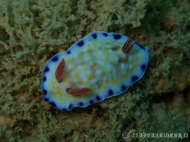 コモンウミウシ Goniobranchus aureopurpureus