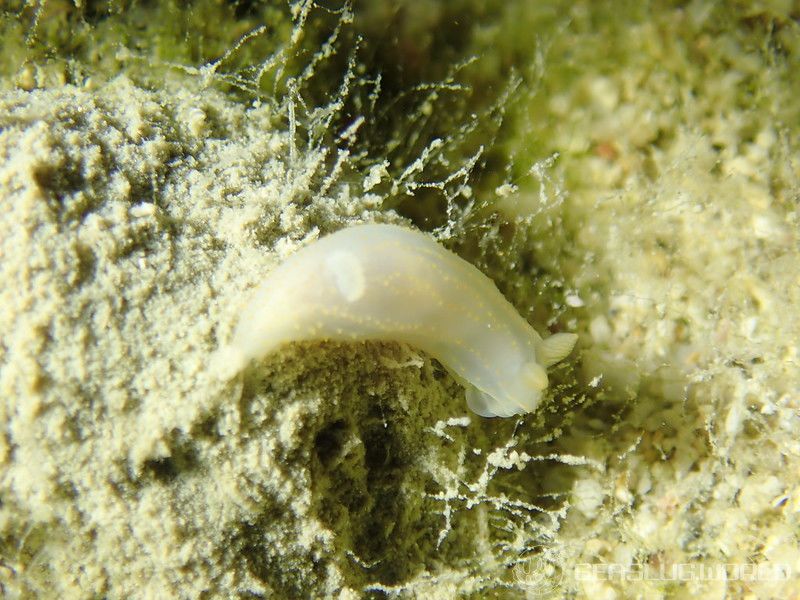 キヌハダウミウシ属の仲間 Gymnodoris spp.