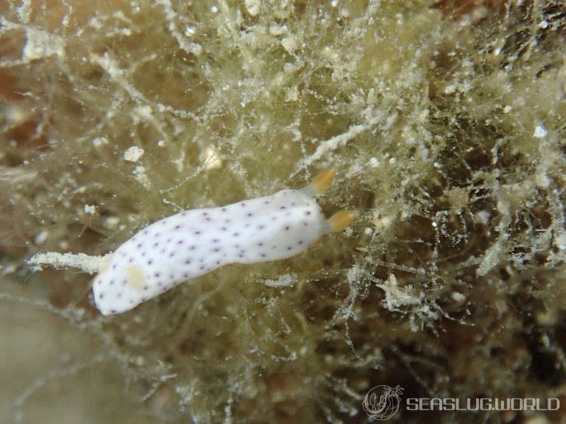 モンコウミウシ Chromodoris aspersa