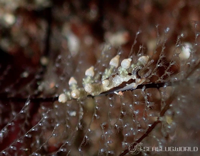 ヤマンバミノウミウシ Eubranchus putnami