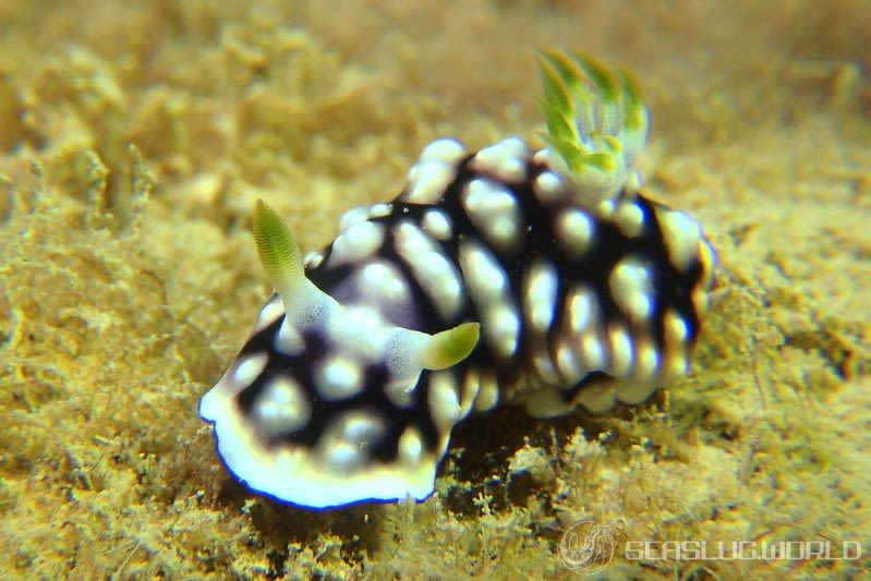 キカモヨウウミウシ Goniobranchus geometricus