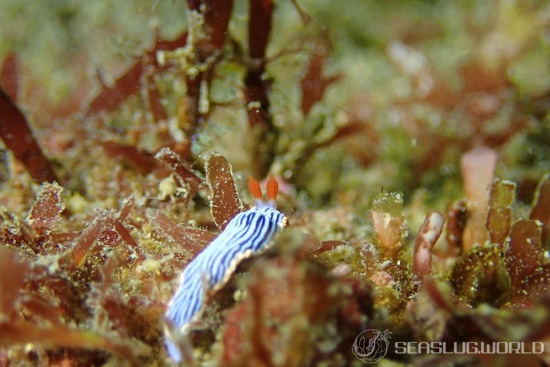 サメジマオトメウミウシ Dermatobranchus striatellus