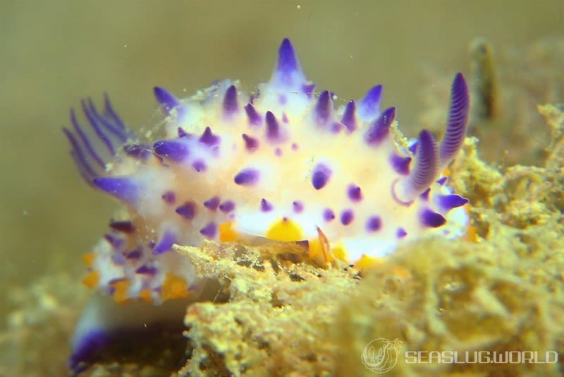 レンゲウミウシ Mexichromis multituberculata