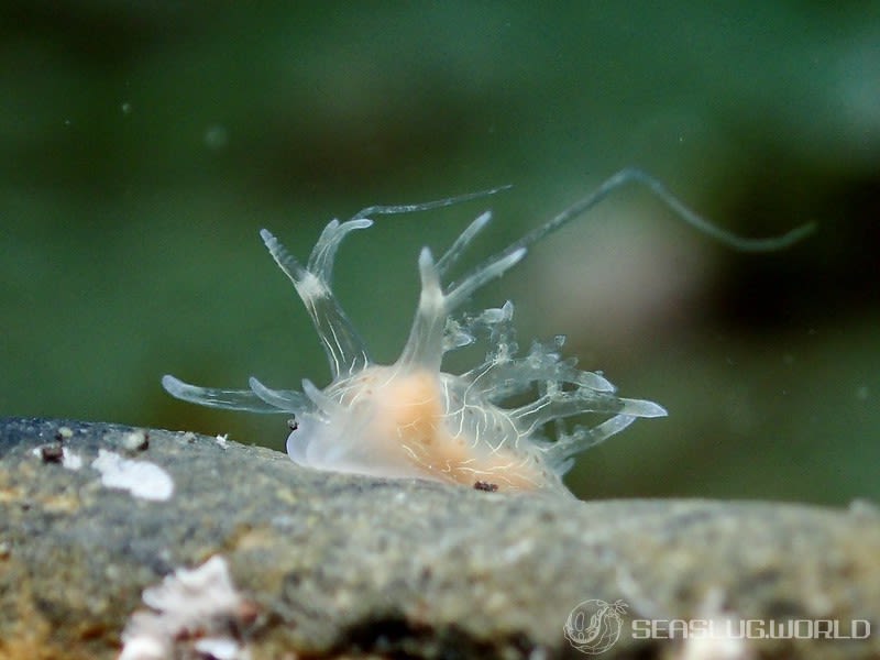 アミメイトヒキウミウシ Pseudobornella sp. 1