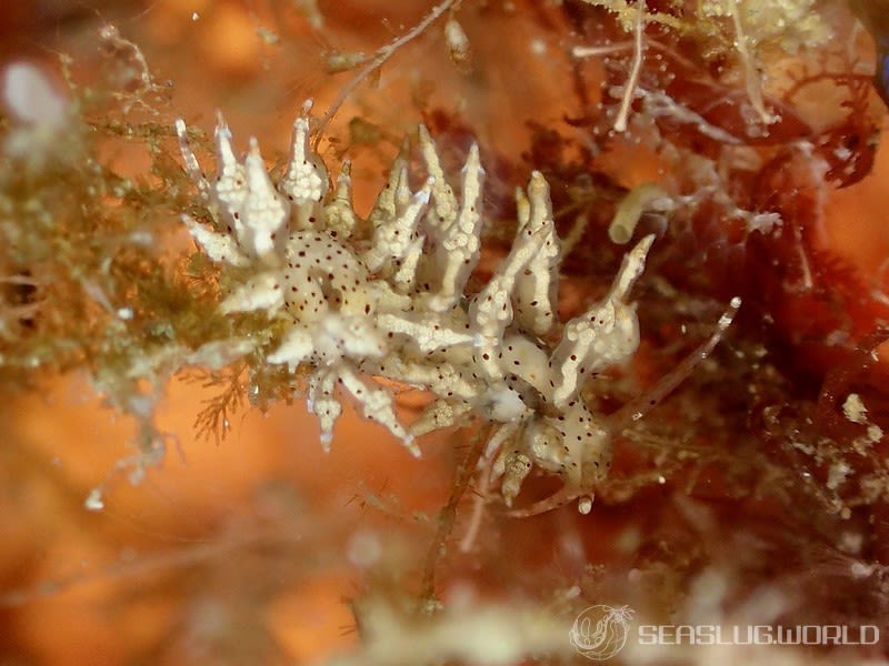 ホシアカリミノウミウシ Eubranchus sp. 5