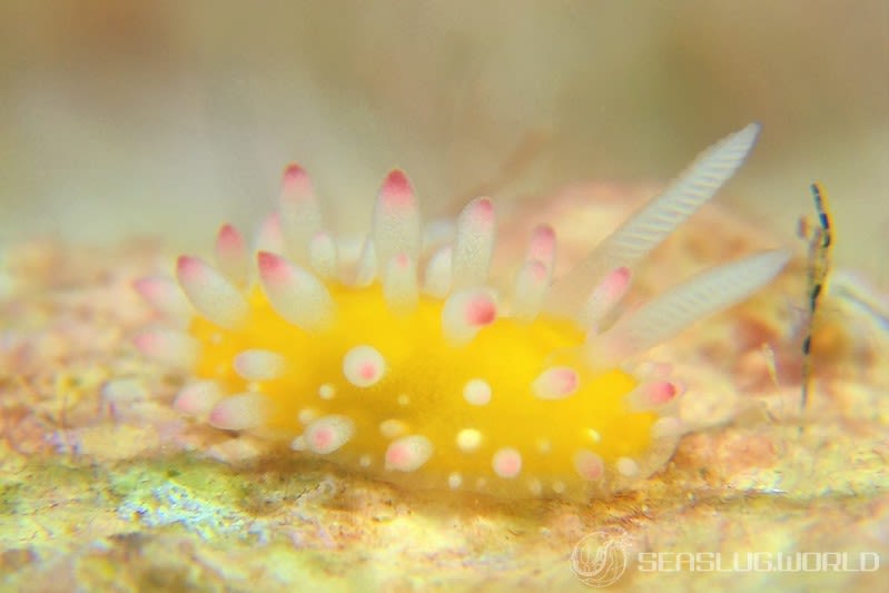 イガグリウミウシ Cadlinella ornatissima