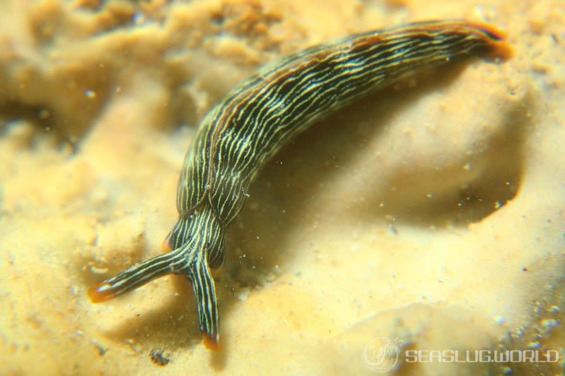 タスジミドリガイ Thuridilla gracilis