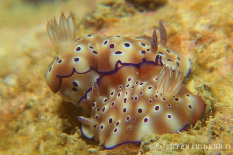 マダライロウミウシ Hypselodoris tryoni