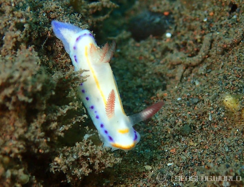 ハナイロウミウシ Thorunna florens