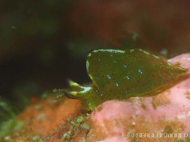 クロミドリガイ Elysia atroviridis