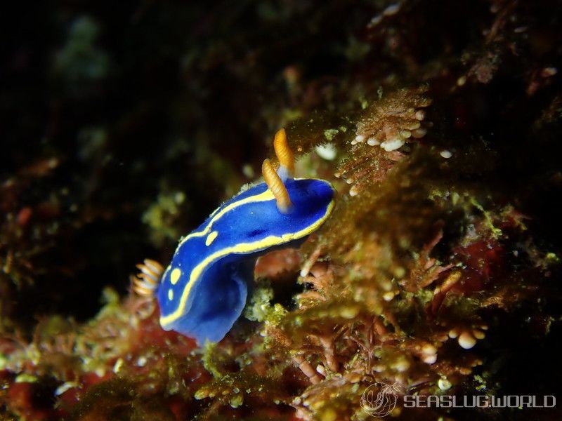 アオウミウシ Hypselodoris festiva