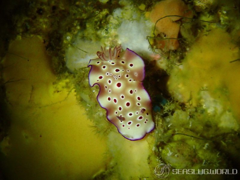 マダライロウミウシ Hypselodoris tryoni