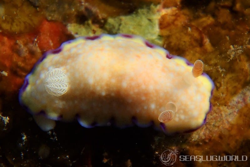 ヒメコモンウミウシ Goniobranchus rufomaculatus