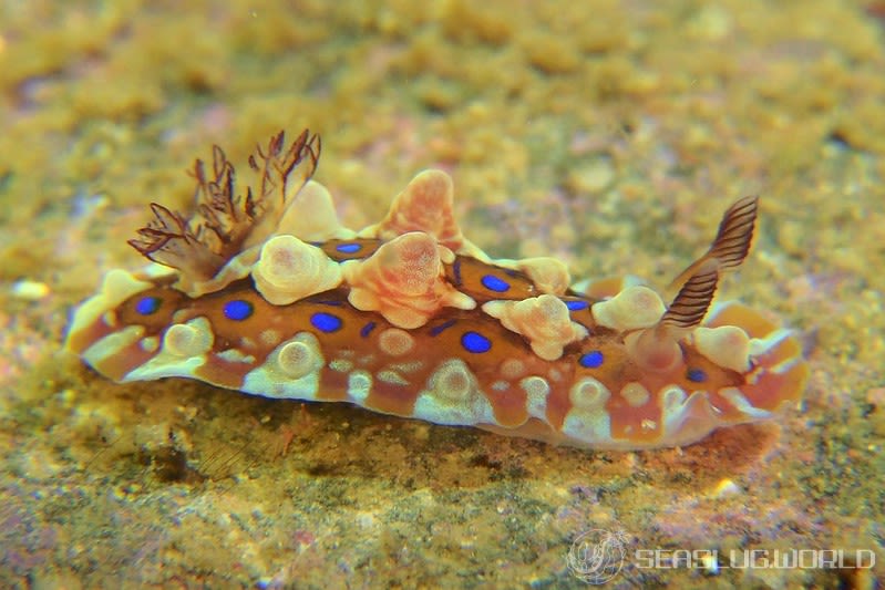 ミヤコウミウシ Dendrodoris krusensternii