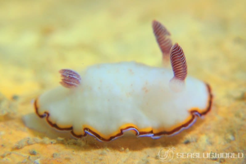 シラヒメウミウシ Goniobranchus sinensis