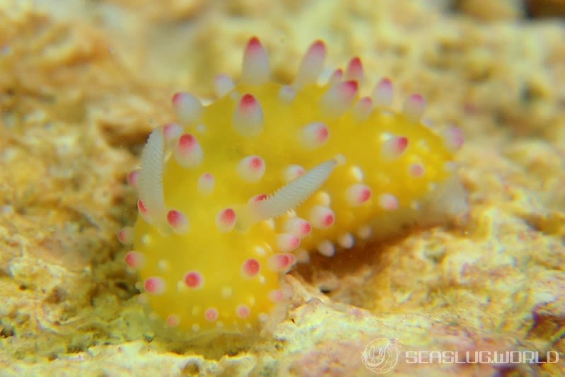 イガグリウミウシ Cadlinella ornatissima