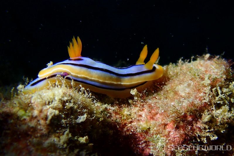 コールマンウミウシ Chromodoris colemani