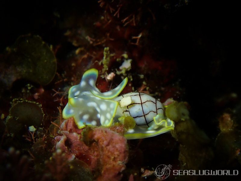 ワタユキシボリガイ Micromelo barbarae