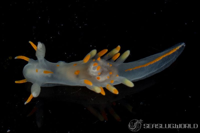 ハゴロモウミウシ Ancula Gibbosa 世界のウミウシ