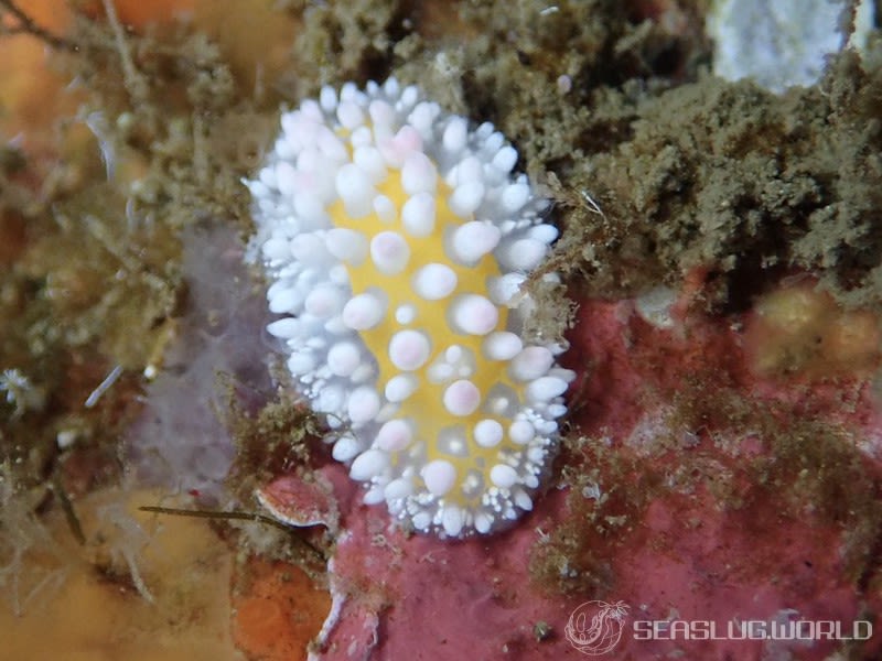 ニセイガグリウミウシ Cadlinella subornatissima