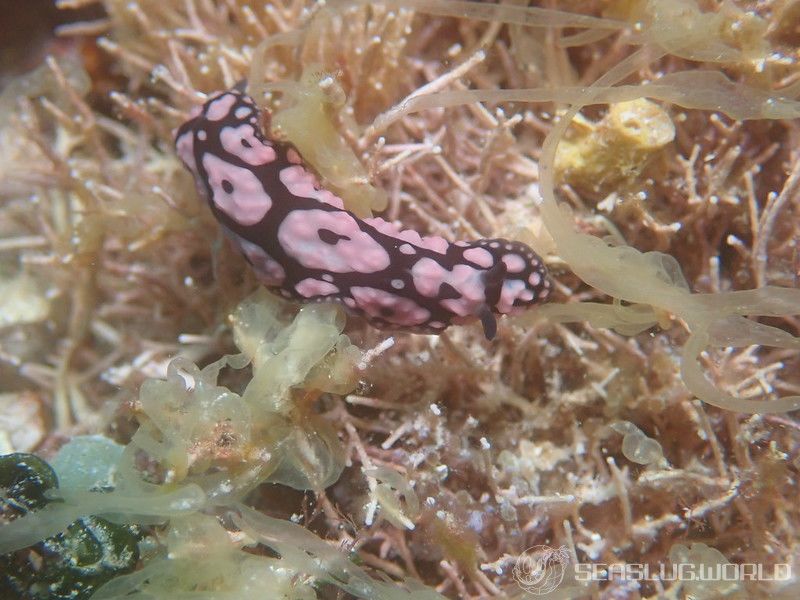 ワモンイボウミウシ Phyllidiella annulata