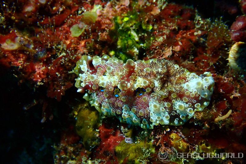 ミヤコウミウシ Dendrodoris krusensternii