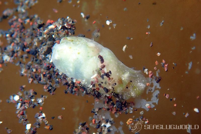 カイコガイダマシ Liloa porcellana