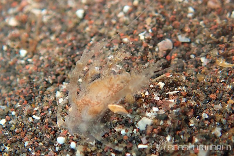 イトヒキウミウシ Pseudobornella orientalis