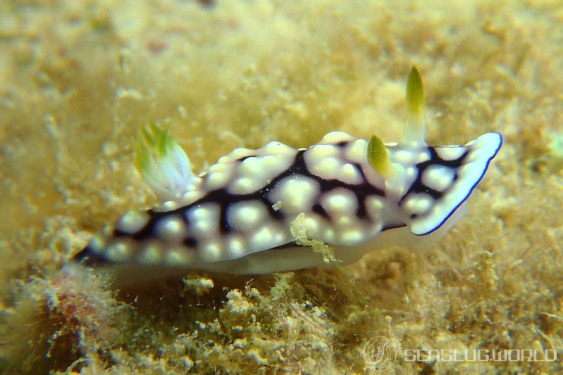 キカモヨウウミウシ Goniobranchus geometricus