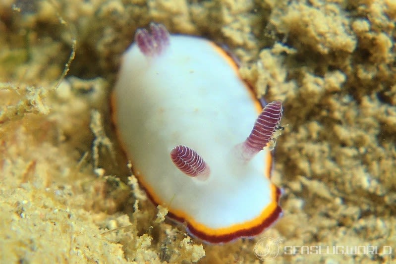 シラヒメウミウシ Goniobranchus sinensis