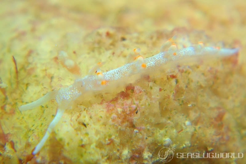 ケラマミノウミウシ Samla bicolor