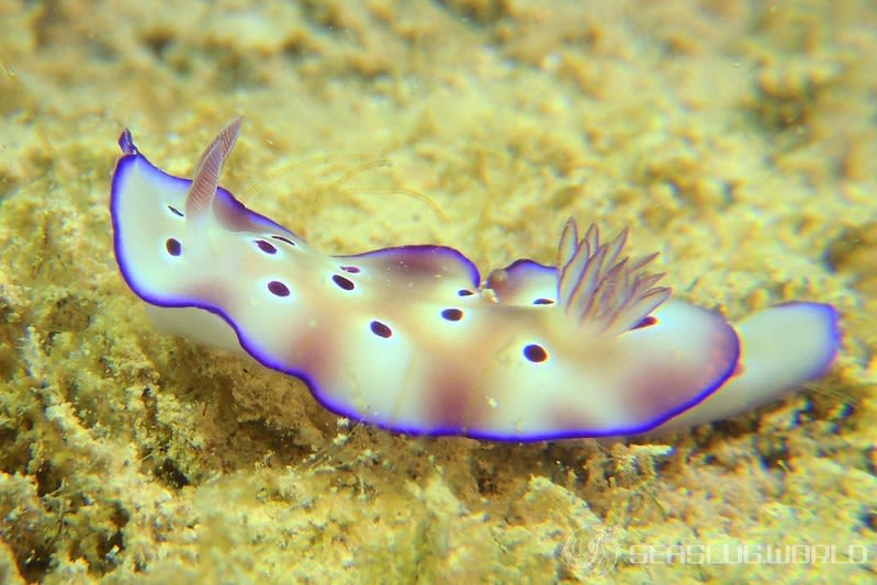 マダライロウミウシ Hypselodoris tryoni