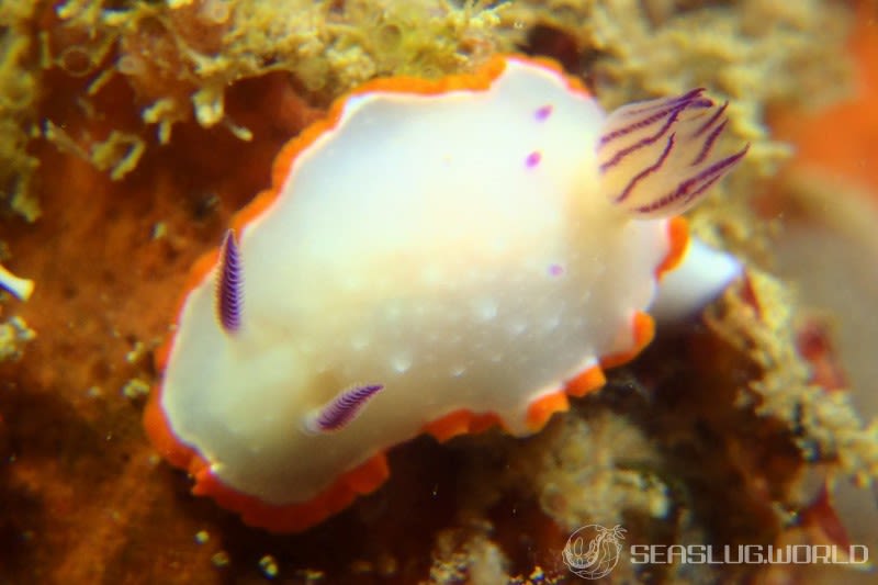 クリヤイロウミウシ Mexichromis mariei