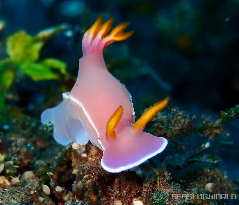 ヒュプセロドーリス・イバ Hypselodoris iba