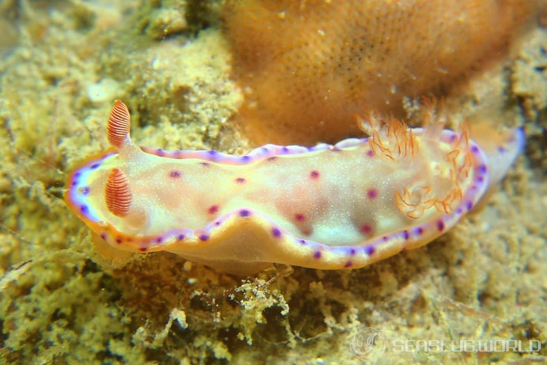 ミカドウミウシ Hexabranchus lacer