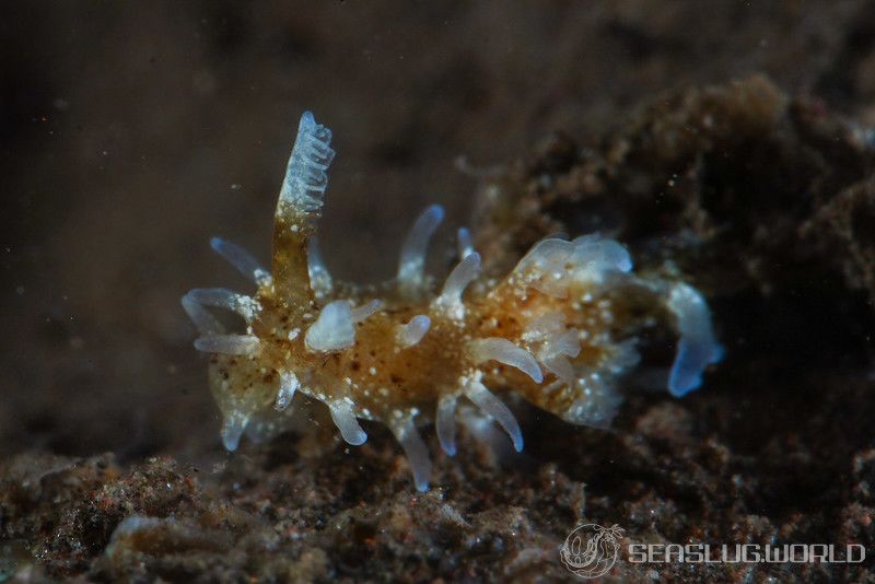 ソバカスイバラウミウシ Bermudella harastii