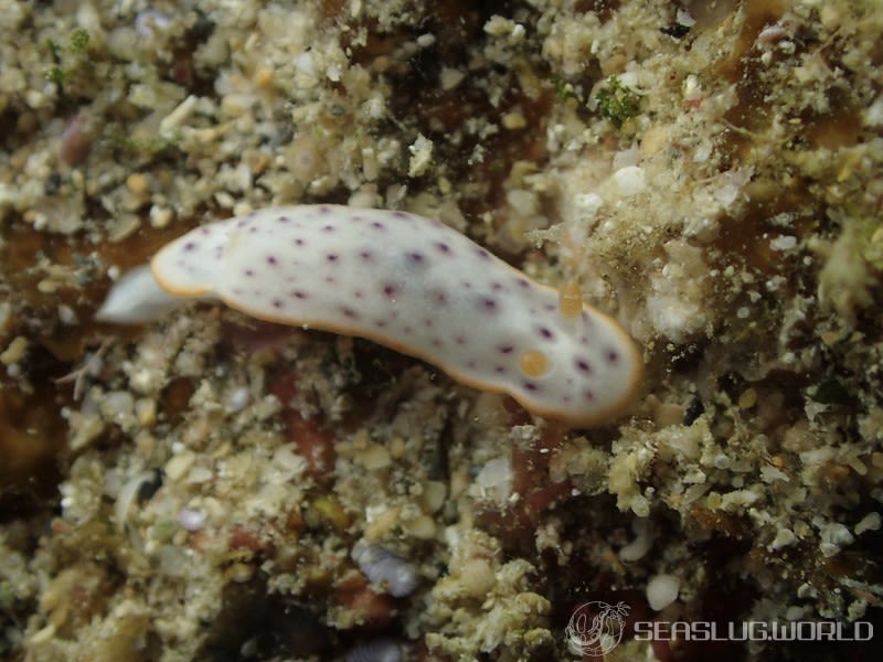 モンコウミウシ Chromodoris aspersa