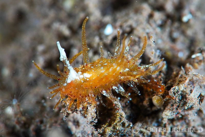 ショウジョウウミウシ Madrella ferruginosa