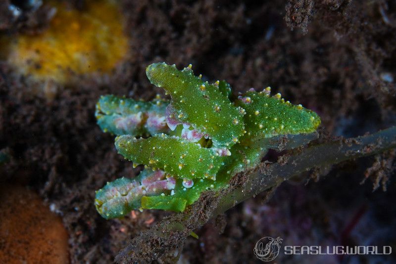 フリソデミドリガイ Lobiger viridis