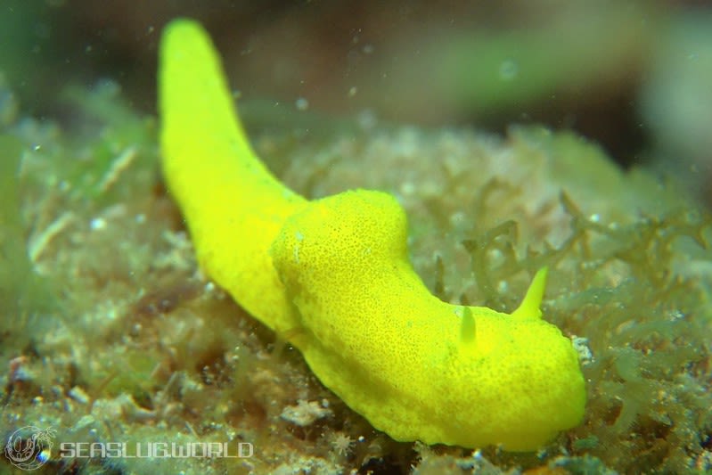 レモンウミウシ Notodoris citrina